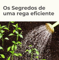 Segredos da Rega Eficiente: Transforme seu Jardim em um Oásis Verde